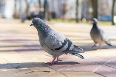 City bird pigeon, a carrier of dangerous diseases. clipart