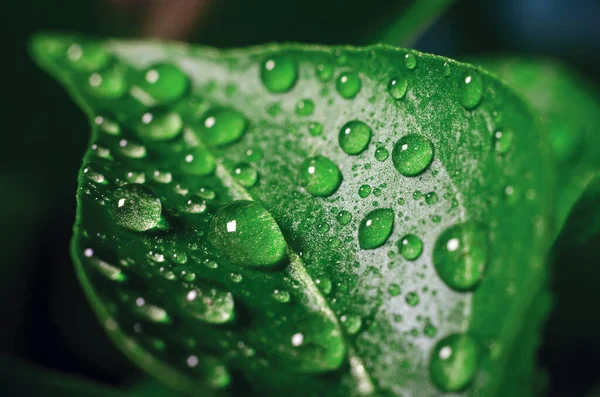 Краплі Води Зеленому Листі Розсади Молодого Перцю Вирощеного Теплиці Фонова — стокове фото