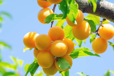 Meyve bahçesindeki bir ağaçtan sarkan kiraz erikleri.