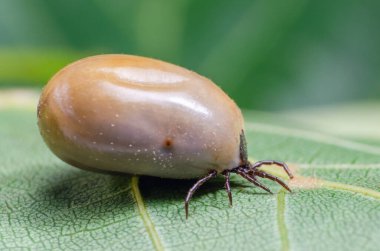 Kandan şişmiş bir akarsu, tehlikeli bir parazit ve enfeksiyon taşıyıcısı bir yaprağın üzerinde oturur..