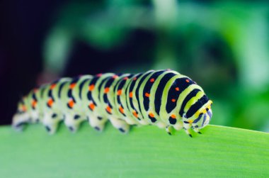 Machaon 'un Caterpillar 'ı yeşil yaprakları yakın çekim