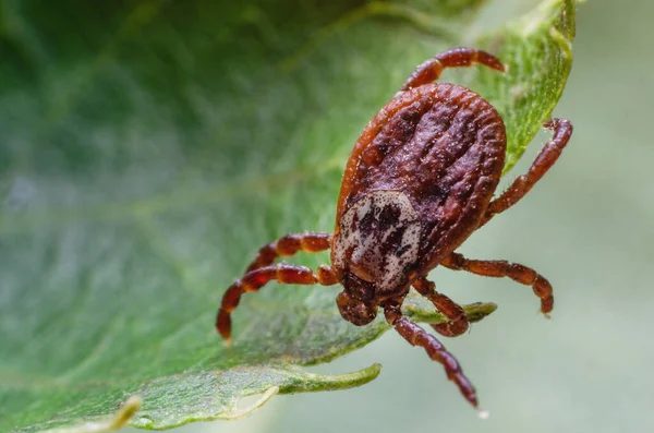 Parásito Peligroso Ácaro Portador Infección Sentado Sobre Una Hoja Verde — Foto de Stock