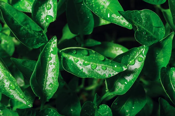 Drops Water Green Leaves Seedlings Young Pepper Grown Greenhouse Background — 스톡 사진