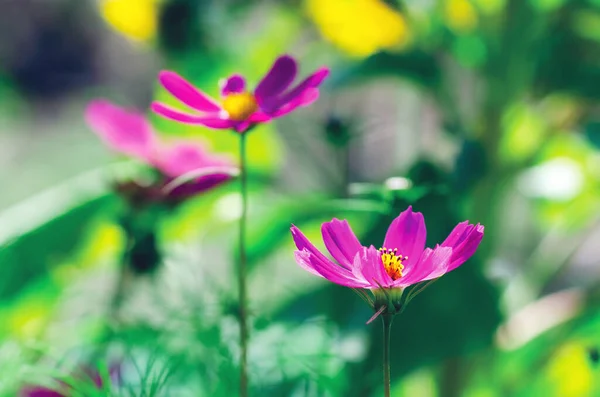 Beautiful Pink Cosmos Flower Blooms Summer Garden — Stock Photo, Image