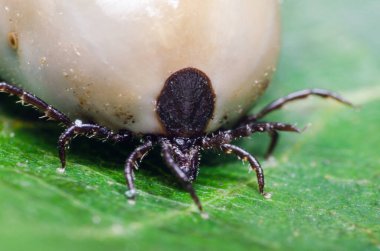 Kandan şişmiş bir akarsu, tehlikeli bir parazit ve enfeksiyon taşıyıcısı bir yaprağın üzerinde oturur..