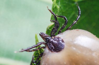 Kandan şişmiş bir akarsu, tehlikeli bir parazit ve enfeksiyon taşıyıcısı bir yaprağın üzerinde oturur..