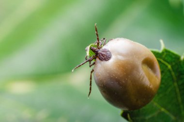 Kandan şişmiş bir akarsu, tehlikeli bir parazit ve enfeksiyon taşıyıcısı bir yaprağın üzerinde oturur..