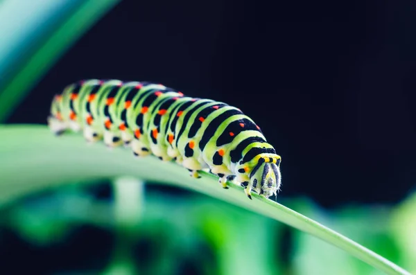 Oruga Del Machaon Arrastrándose Sobre Hojas Verdes Cerca —  Fotos de Stock