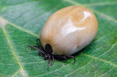 Kandan şişmiş bir akarsu, tehlikeli bir parazit ve enfeksiyon taşıyıcısı bir yaprağın üzerinde oturur..