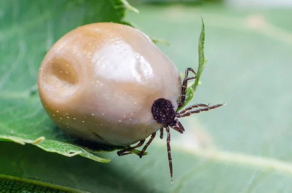 血中の腫れたダニ 危険な寄生虫や感染症のキャリアは葉の上に座っています — ストック写真