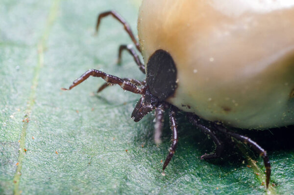 Swollen mite from blood, a dangerous parasite and carrier of infection sits on a leaf.