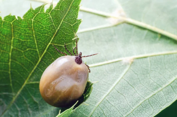 Schwellmilbe Aus Blut Ein Gefährlicher Parasit Und Infektionsträger Sitzt Auf — Stockfoto