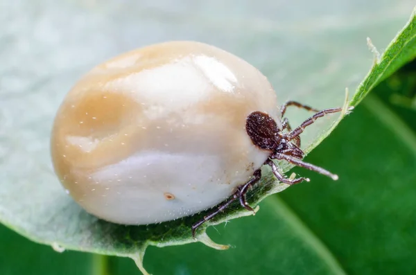 血中の腫れたダニ 危険な寄生虫や感染症のキャリアは葉の上に座っています — ストック写真