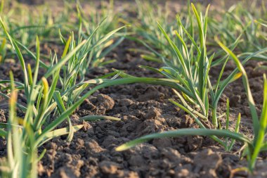 Baharda yeşil sarımsaklı yataklar.