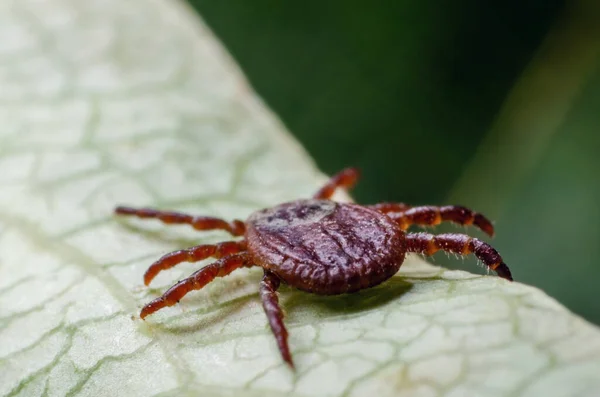 Een Gevaarlijke Parasiet Infectie Drager Mijten Zittend Een Groen Blad — Stockfoto