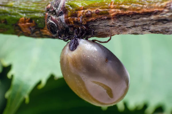 Schwellmilbe Aus Blut Ein Gefährlicher Parasit Und Infektionsträger Sitzt Auf — Stockfoto