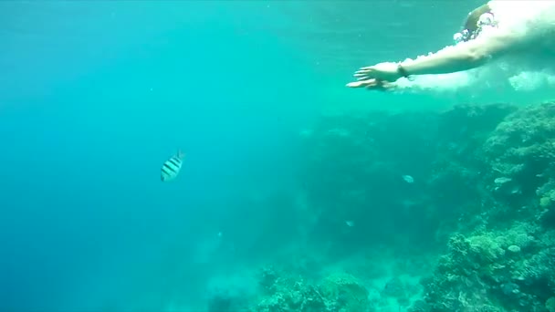 青い海の水の中に飛び込む青年 — ストック動画