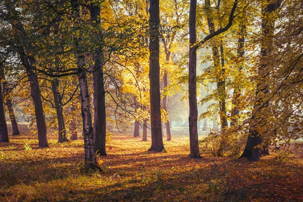 Jesienny Park Światło Słoneczne Przebija Się Przez Kolorowe Liście Drzew — Zdjęcie stockowe