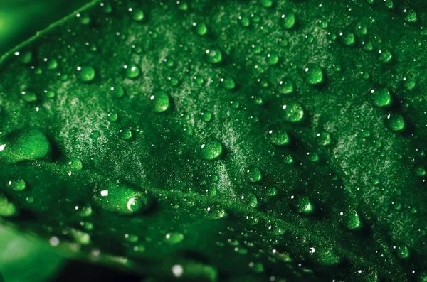 Drops Water Green Leaves Seedlings Young Pepper Grown Greenhouse Background — 스톡 사진