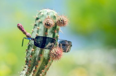 Güneş gözlüklü büyük iğneli yeşil kaktüs..