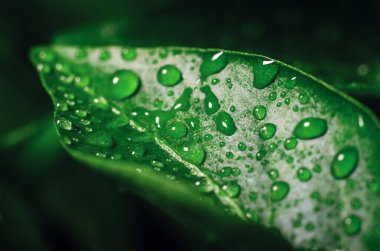 Su damlaları yeşil yapraklar üzerinde taze biber filizleri serada yetişir, arka plan dokusu.