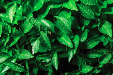 Su damlaları yeşil yapraklar üzerinde taze biber filizleri serada yetişir, arka plan dokusu.