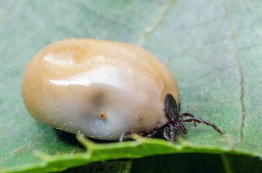 Kandan şişmiş bir akarsu, tehlikeli bir parazit ve enfeksiyon taşıyıcısı bir yaprağın üzerinde oturur..