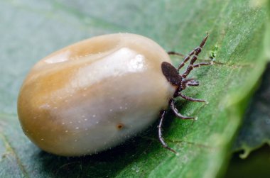 Kandan şişmiş bir akarsu, tehlikeli bir parazit ve enfeksiyon taşıyıcısı bir yaprağın üzerinde oturur..