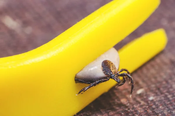 Blood Filled Mite Removed Hook — Stock Photo, Image