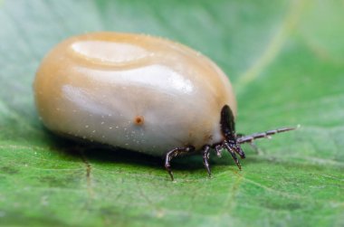 Kandan şişmiş bir akarsu, tehlikeli bir parazit ve enfeksiyon taşıyıcısı bir yaprağın üzerinde oturur..