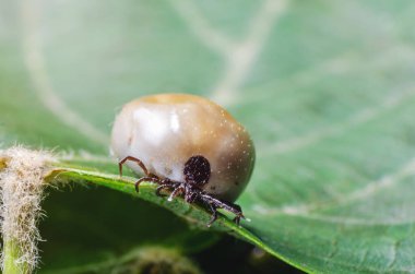 Kandan şişmiş bir akarsu, tehlikeli bir parazit ve enfeksiyon taşıyıcısı bir yaprağın üzerinde oturur..