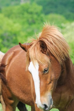 At, doğa, yaban hayatı