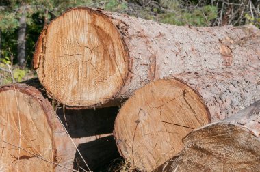 Ağaçlar yazmak için