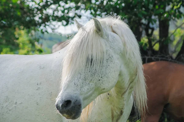 Horse,nature, wildlife — Stock Photo, Image
