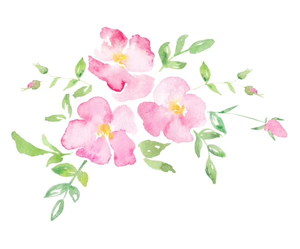 Acuarela rosa salvaje - ilustración dibujada a mano — Foto de Stock