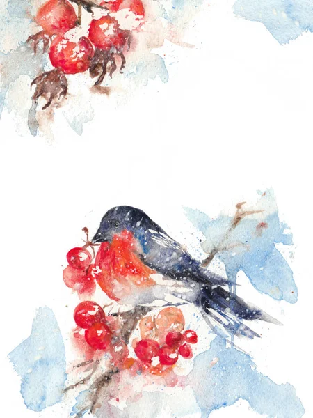 수채화 멋쟁이 새의 일종 및 ashberry, 카드 레이아웃 — 스톡 사진