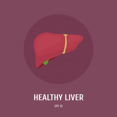Sağlıklı bir insan karaciğer. İç organları. İnsan anatomisi. Tıp. Vektör düz çizim