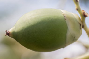 Catechu Areca somun