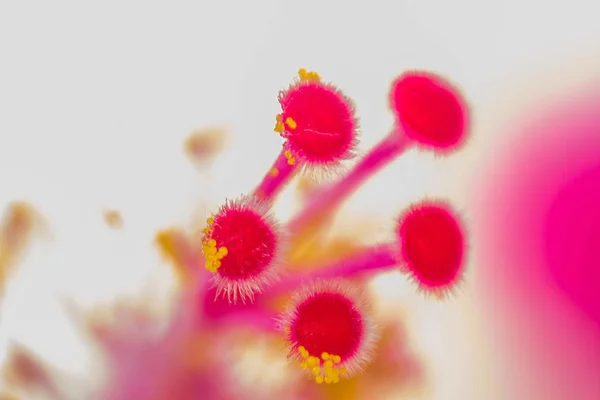 Polen de Hibiscus Primer plano — Foto de Stock