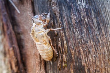 ağaç üzerinde kabuk böceği