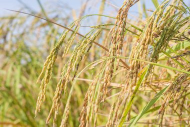 orejas de arrozkulakları pirinç