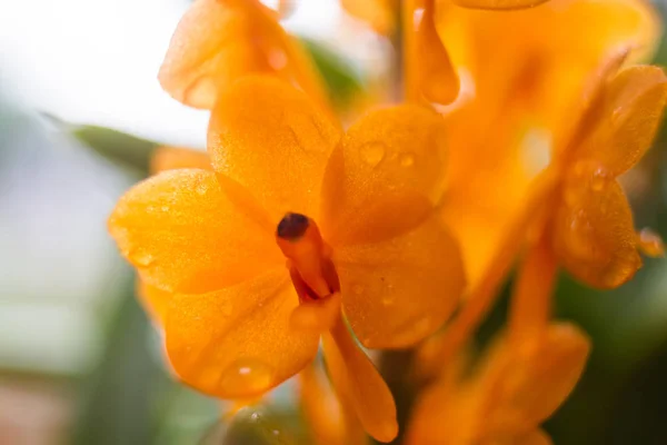Flores da orquídea florescendo — Fotografia de Stock