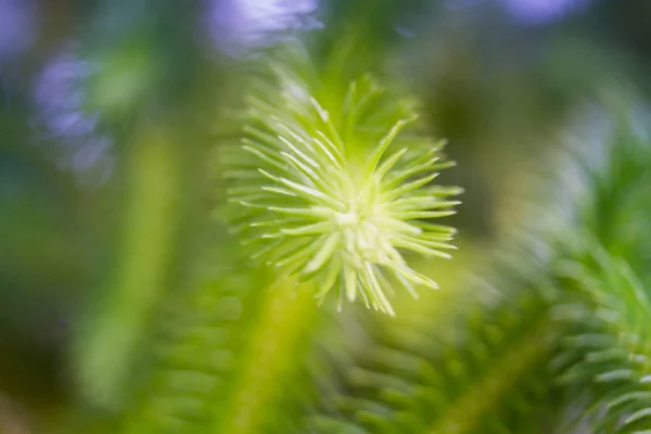 Folhas verdes em borrado — Fotografia de Stock