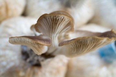 İstiridye mantar büyüyen