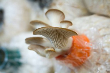 İstiridye mantar büyüyen