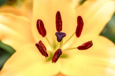 Lily çiçek çiçeklenme