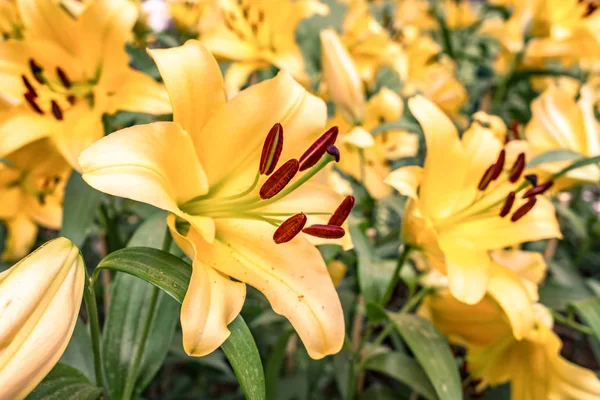Цветущая Лили — стоковое фото