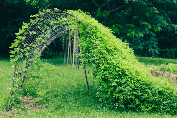 Kelebek bezelye çiçekler