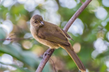 Çizgi kulaklı bülbül (Pycnonotus blanfordi)