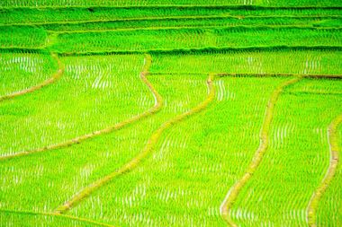 Pirinç alan muhteşem manzarası